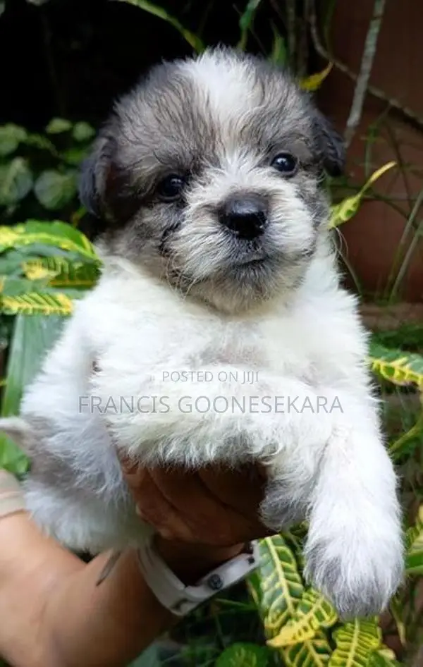 Tibetan Terrier Purebred