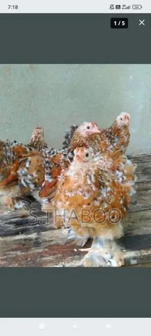 Fancy Chicks