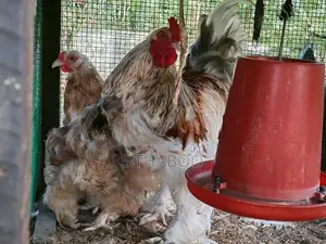 Fancy Chicks