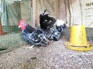Fancy Chicks