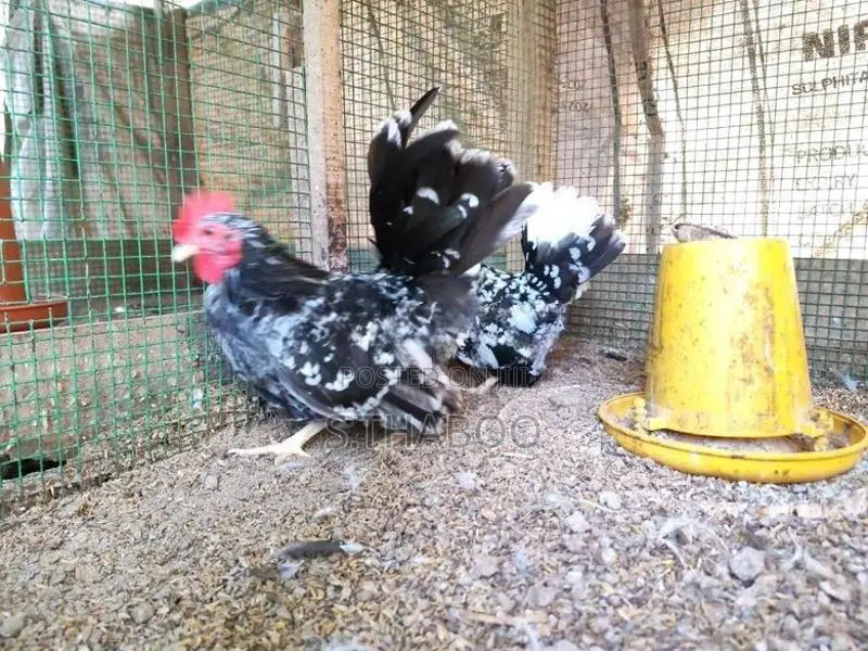 Fancy Chicks