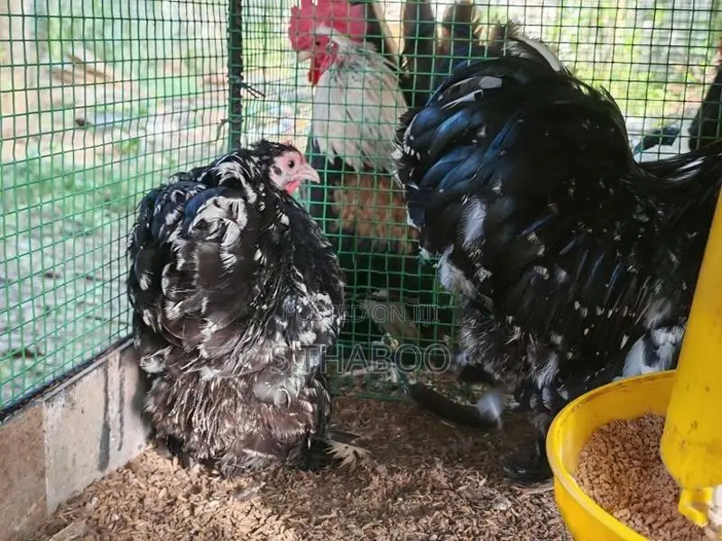 Fancy Chicks