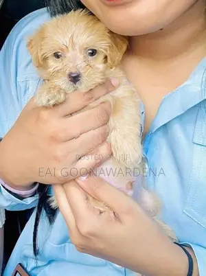 Toy Poodle Puppy