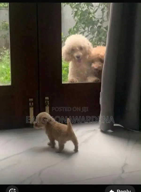Toy Poodle Puppy
