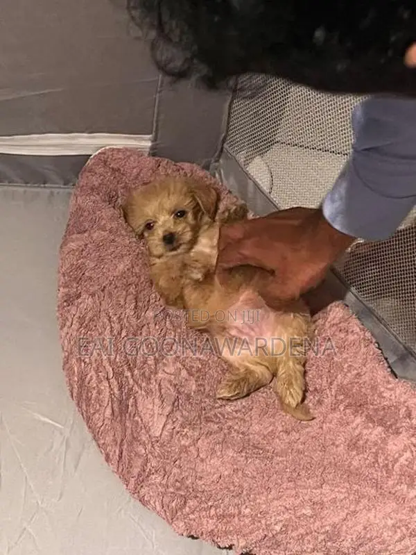 Toy Poodle Puppy