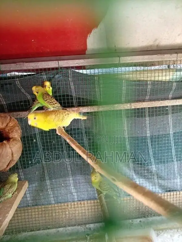 Love Birds