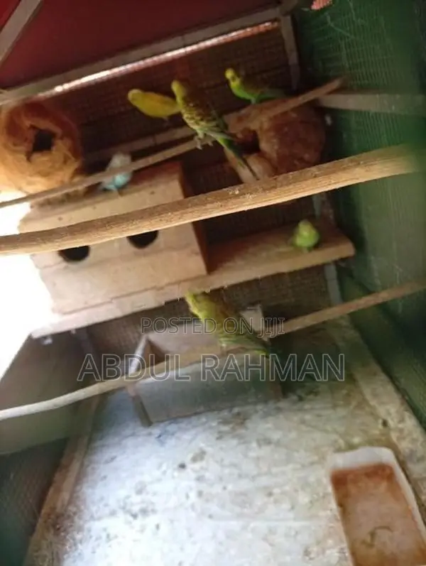 Love Birds