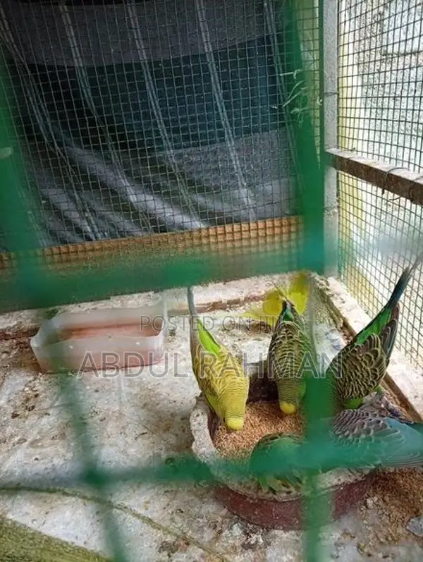Love Birds