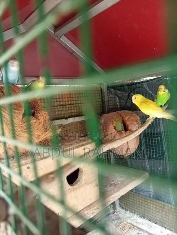 Love Birds