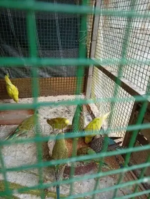 Love Birds