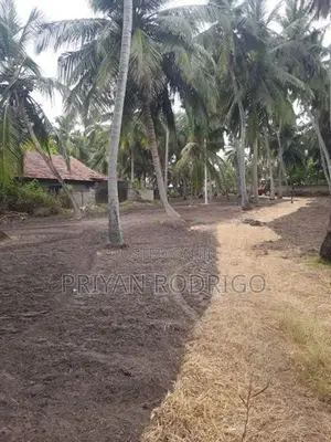 Kalpitiya 03 Acres of Valuable Agricultural Land for Immediate Sale