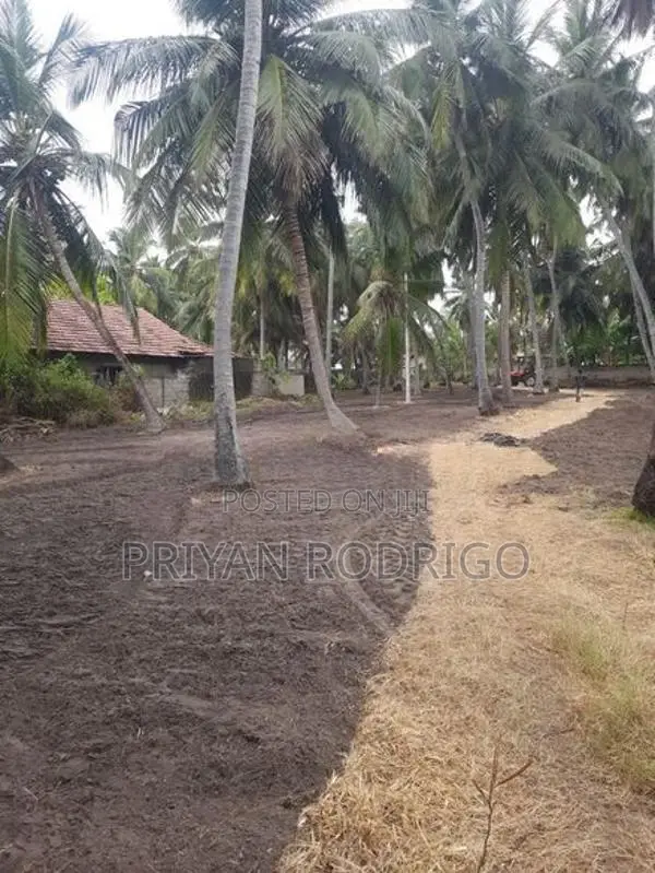 Kalpitiya 03 Acres of Valuable Agricultural Land for Immediate Sale