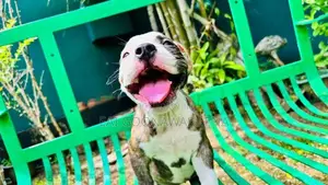 Brindle American Bully Puppy