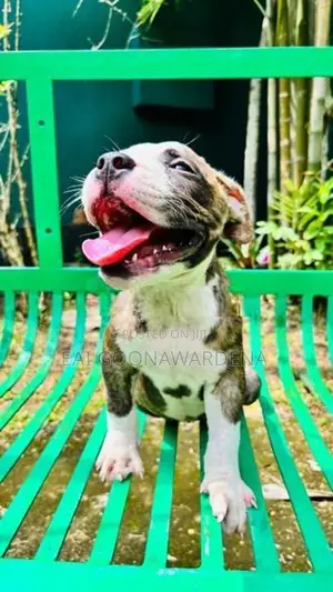 Brindle American Bully Puppy