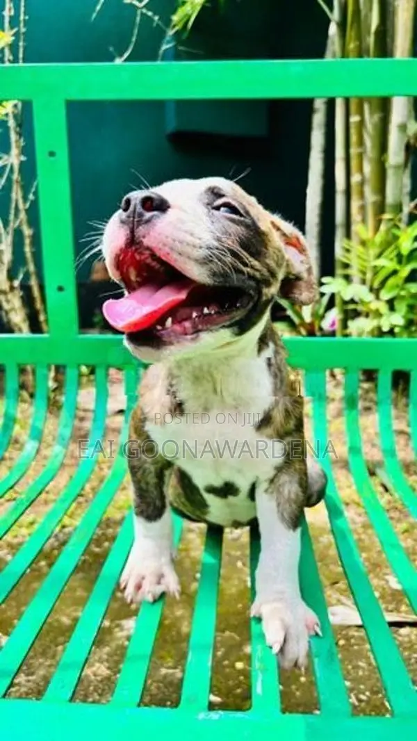 Brindle American Bully Puppy