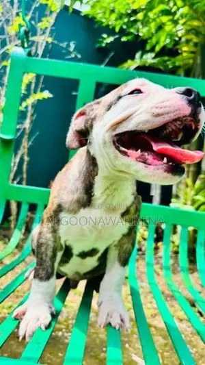 Brindle American Bully Puppy