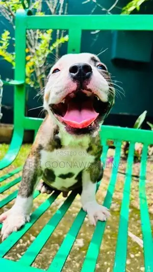 Brindle American Bully Puppy