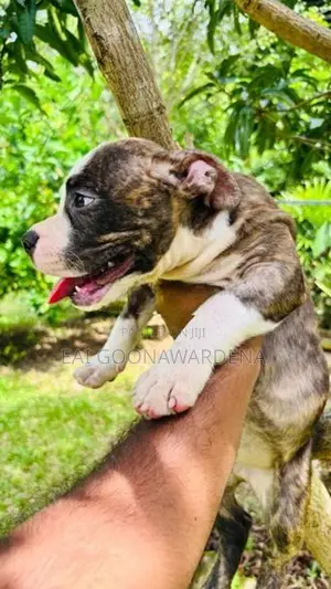 Brindle American Bully Puppy