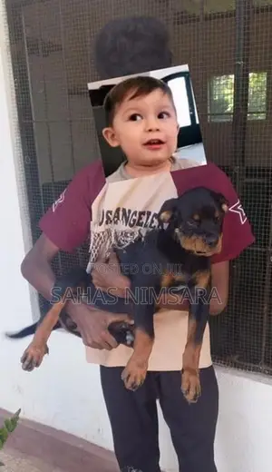 Rottweiler