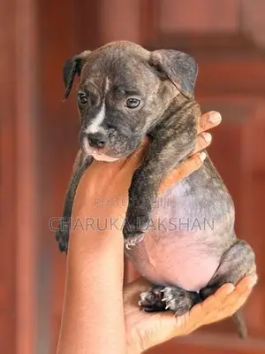 American Bully Puppies