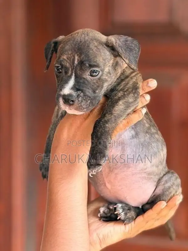 American Bully Puppies