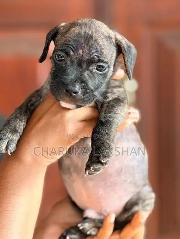 American Bully Puppies