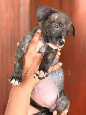 American Bully Puppies