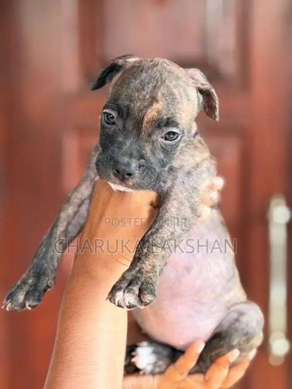 American Bully Puppies
