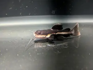 Redtail Catfish
