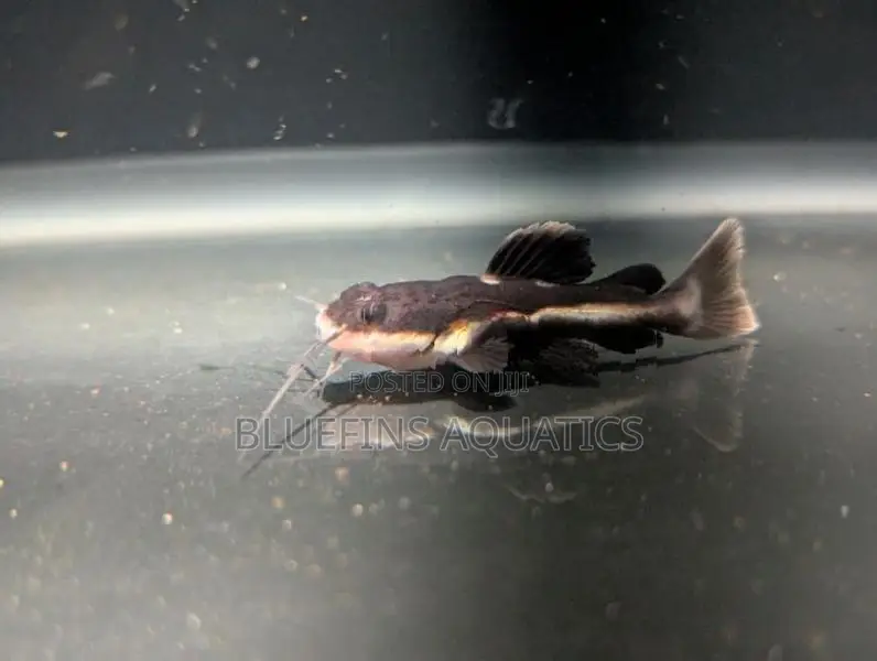 Redtail Catfish