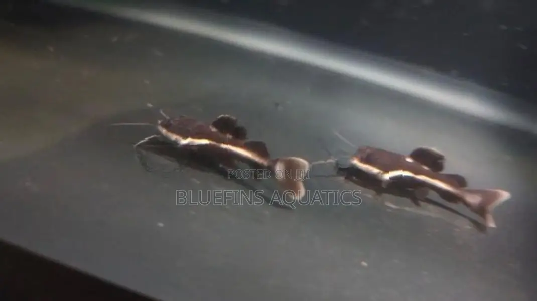 Redtail Catfish