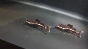Redtail Catfish