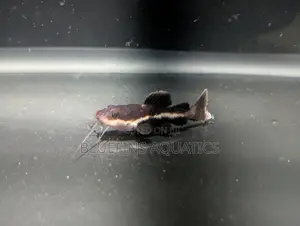 Redtail Catfish
