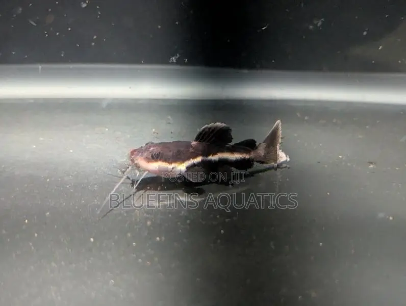 Redtail Catfish