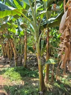 காணி விற்பனைக்கு யாழ்ப்பாணம்