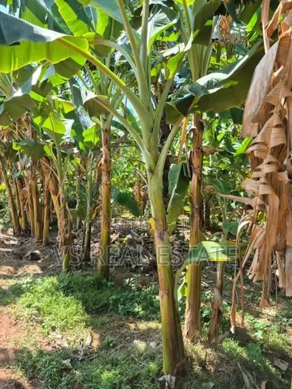 காணி விற்பனைக்கு யாழ்ப்பாணம்