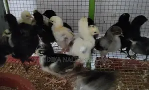 ගම් කුකුල් පැටවුන්