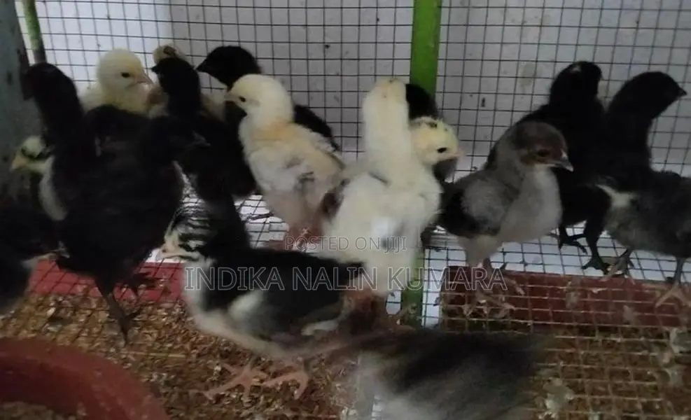 ගම් කුකුල් පැටවුන්