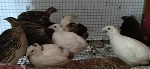 ගම් කුකුල් පැටවුන්