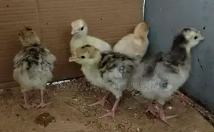 ගම් කුකුල් පැටවුන්