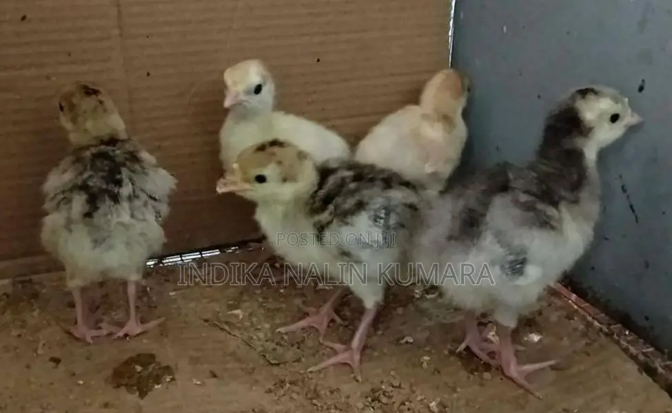 ගම් කුකුල් පැටවුන්
