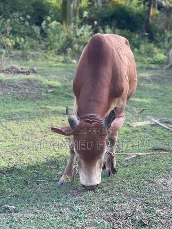 நாம்பன் மாடு