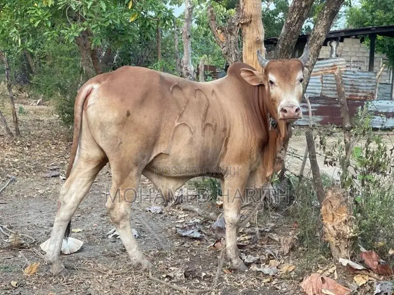 நாம்பன் மாடு