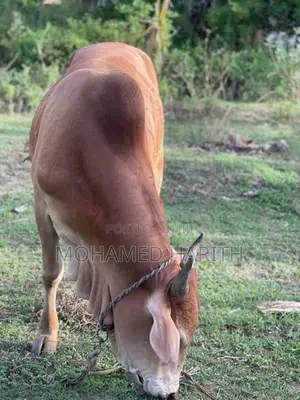 நாம்பன் மாடு