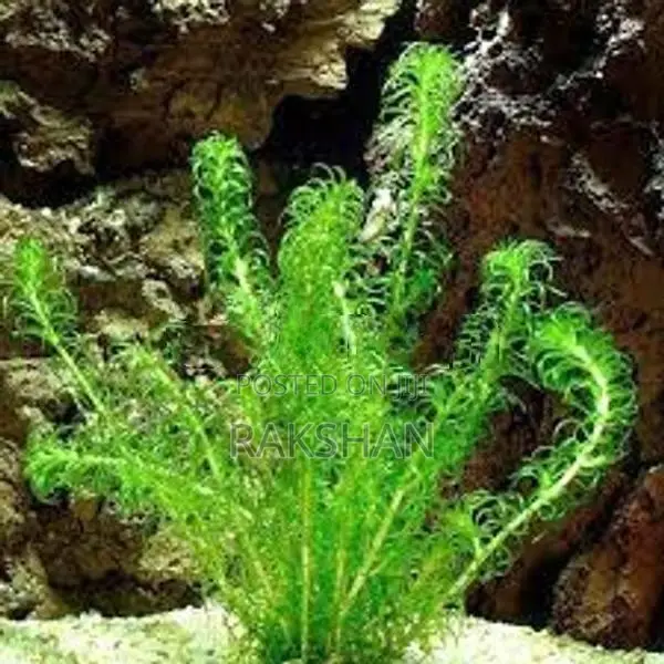 Aquatic Plant (natural Plant)