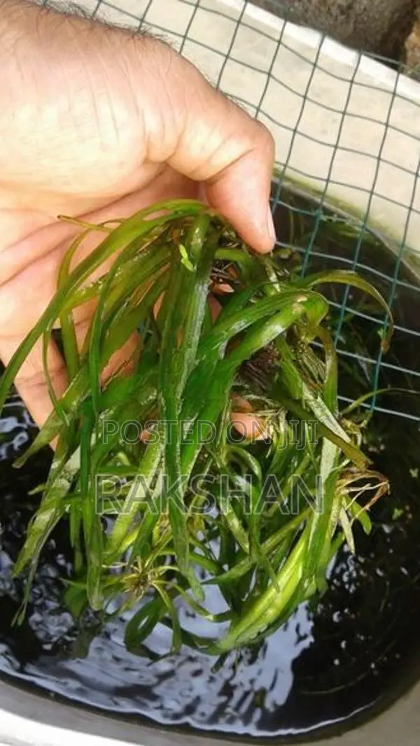 Aquatic Plant (natural Plant)