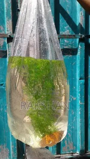 Aquatic Plant (natural Plant)