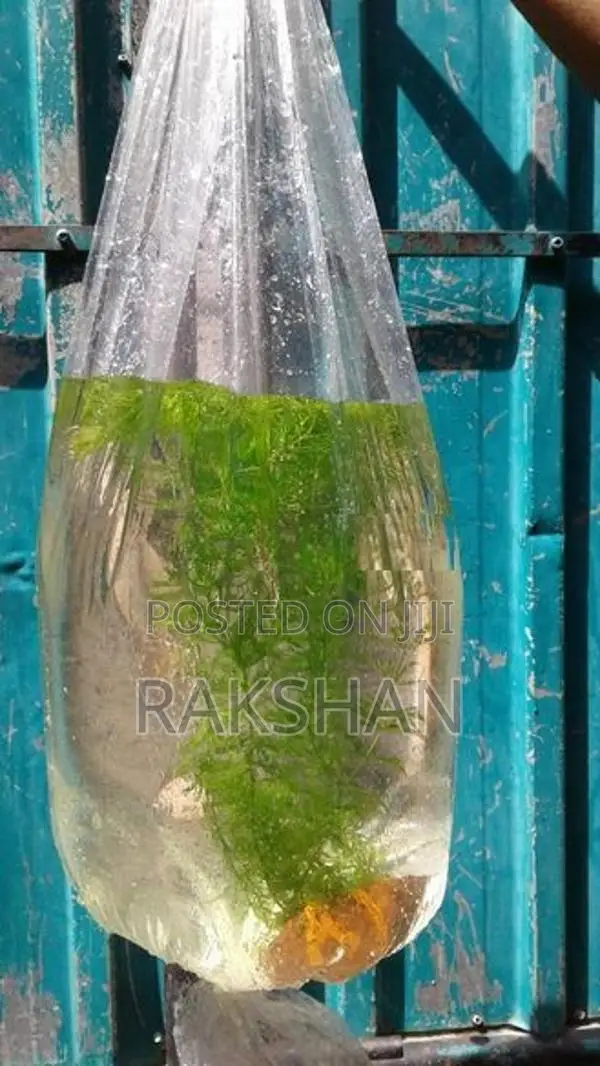 Aquatic Plant (natural Plant)