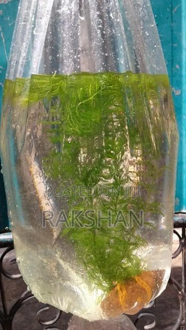 Aquatic Plant (natural Plant)