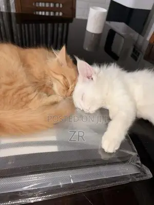 Persian Cat